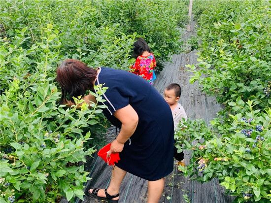 “莓”好夏日,舌尖果香|海博·长安府首届蓝莓采摘节，完美落幕！